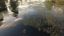 duckweed on Lake Bistineau 