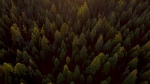Drone shot over forest at sunset.