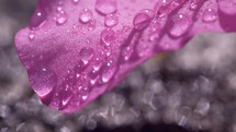Raindrops on the pink flower