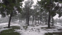 Snowy and foggy pine forest