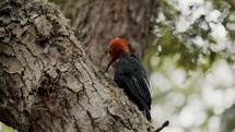 Male Magellanic Woodpecker Pecking On Tree Bark In The Forest. Tierra del Fuego, Argentina. closeup shot