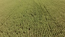 Aerial footage of a drone moving forward above a dense, green crop field with a uniform canopy of sunflowers