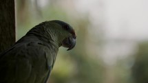 Closeup Of A Festive Amazon Parrot Looking Around In The Rainforest Of Ecuador.	