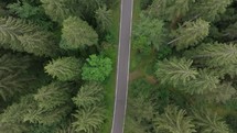 Aerial footage of a road slicing straight through a forested area with passing car