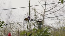 Close up shot of group of butterflies eating nectar.