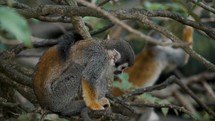 Squirrel Monkey Resting On A Tree In The Forest - close up	