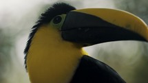 Close Up Of A Black-mandibled Toucan's Head Perched In The Forest In Quito, Ecuador.	