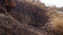 Mountain and trees burned during a fire started by arsonists
