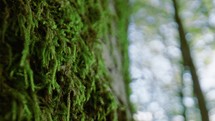 Moss on the tree of Aspromonte national park in Calabria, Italy