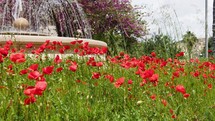 Red poppies near a fountain in spring