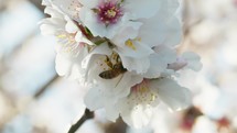 Bee Takes Pollen From A White Almond Blossoms Tree