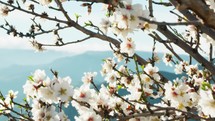 White Flowers Of Almond Tree In Spring