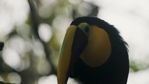 Close Up Of Yellow-throated Black-mandibled Toucan With Huge Bill. Ramphastos Ambiguus In South America.