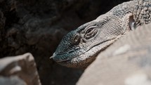 Extreme Close-up Portrait Of Black-throated Monitor In Tanzania Safari, East Africa