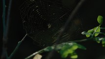 Sunlight shining on close-up of spiderweb in forest