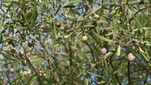 Olive brunches on the tree in the countryside