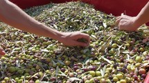 Removing the leaves from the olives after harvesting in countryside