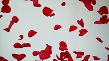 falling red rose petals on a white background.