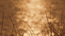 A few sparse reeds subtly sway, illuminated by the gentle embrace of an orange sunset, with a softly blurred sea reflecting the dwindling light in the calm backdrop