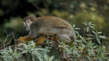 Squirrel Monkey Walking And Climbing On Branches Of Trees. - tracking, close up	