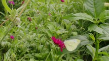 Butterfly on flower chased away by bee, in long grass in summer