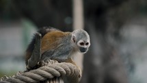 Squirrel Monkey Looking Around While Sitting On The Thick Rope. - close up	