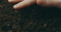 planting seeds in soil 