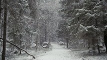 a path in a forest in the falling snow 