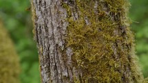 Tilt down of moss on tree