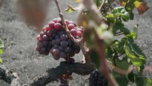 A red grape bunch growing