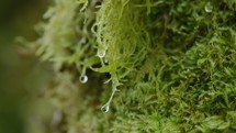 Close up of water droplets falling off moss 