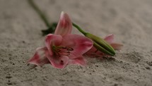 close up of a lily falling in ashes