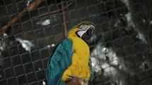 Blue-and-yellow Macaw Perching On Its Enclosure At The Zoo