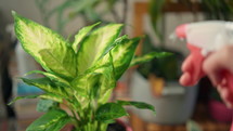 sprayed plants from a spray bottle details care for houseplant close up slow motion