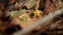 Orange ladybird climbing through undergrowth of forest floor. Insect in nature