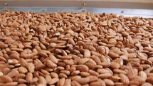 Almonds on a vibrating sorting machine in an industrial food processing facility. Slow motion footage