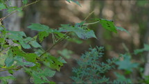 Close up dolly shot of green vegetation.