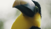 Extreme Closeup Of Yellow-throated Toucan Looking Around In Its Habitat.	