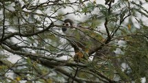 Squirrel Monkey Climbing On Tree Branch In Wild Forest Of Ecuador. close up, low angle	