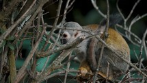 Close Up Of A Common Squirrel Monkey On Leafless Tree Branches In The Forest. Saimiri Sciureus In Ecuador.