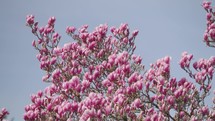 Blossoms of a magnolia tree