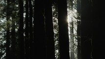 Sun shining through dark forest