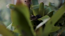Frogs Hiding In Between Plants - selective focus	