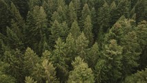 Aerial of a forest in Switzerland