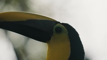 Extreme Closeup Of Black-mandibled Toucan Bird.	