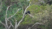 Two Vultures Eating