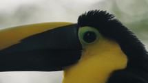 Close Up Of Yellow-throated Toucan's Head.	