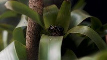 Close Up View Of Frogs Sitting And Hiding In Plants	