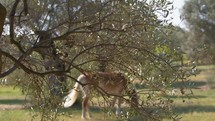 Brown horse grazing peaceful behind a branch of an olive tree in Calabria 