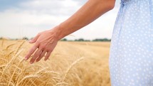 Woman's hand touching wheat ears close up.Harvest concept. Harvesting. Young woman goes in the wheat field watching sunset.